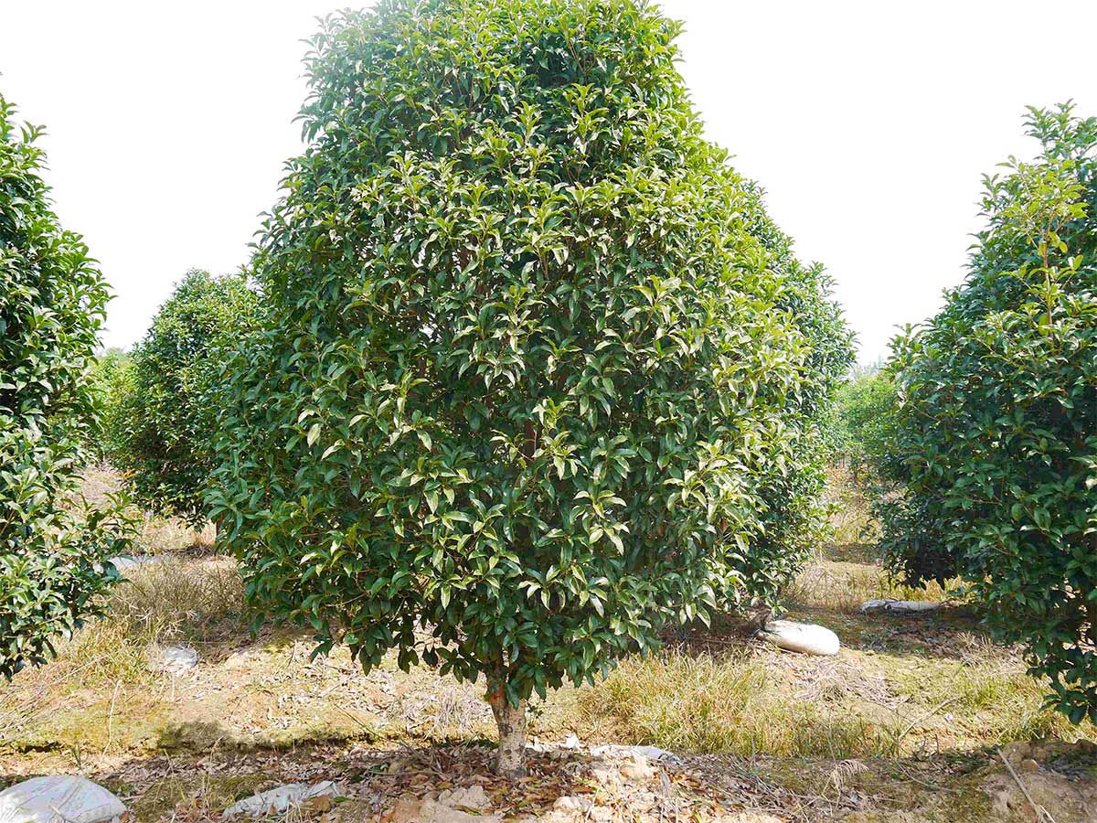 桂花树