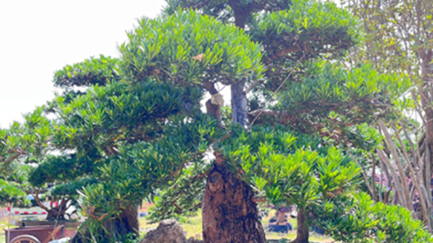 佳智苗圃分享如何测定绿化植物根系的健康状况