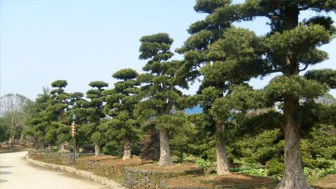 跟着佳智苗圃掌握绿化植物的应用技巧