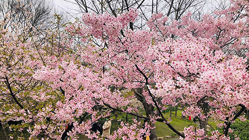 佳智苗圃解析如何选购高品质绿化植物避免强买强卖